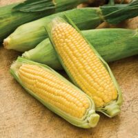 corn-2